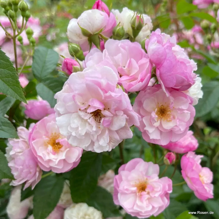 Lavender Siluetta (TooGoodToGo)