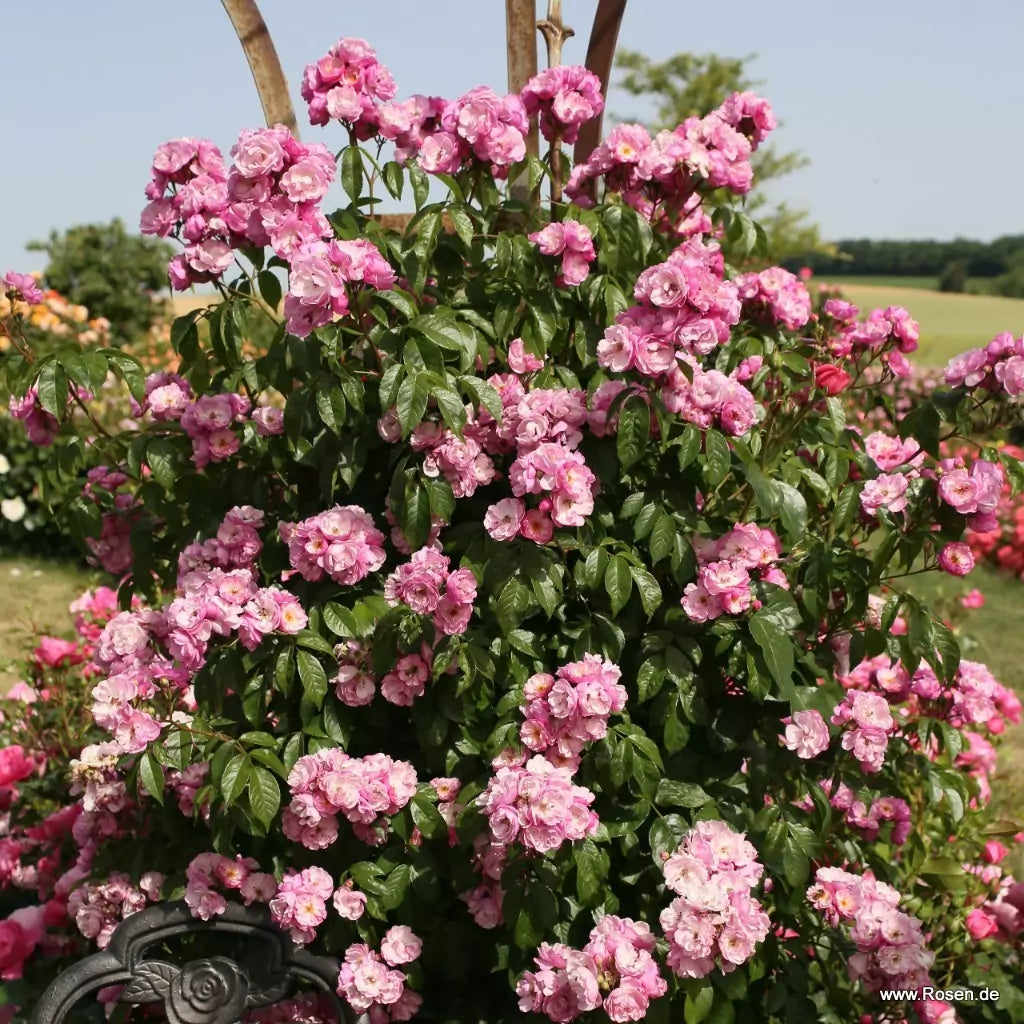 Lavender Siluetta (TooGoodToGo)