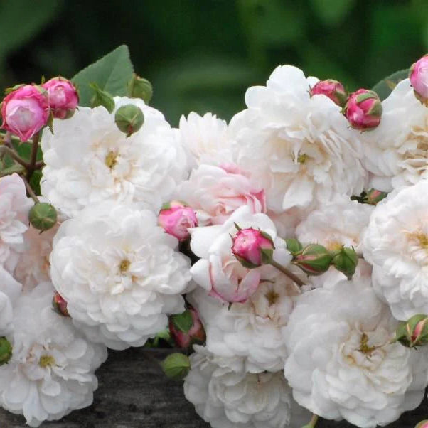 Little White Pet (TooGoodToGo)