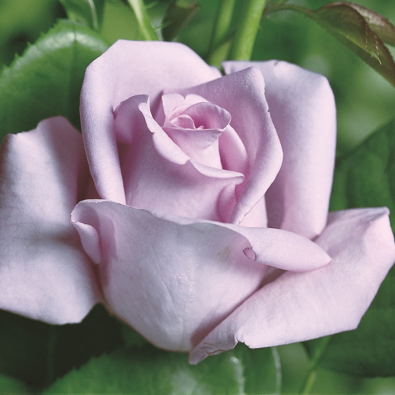 Mainz Carnival Rose | Belle Époque | Strongly Scented & Historical