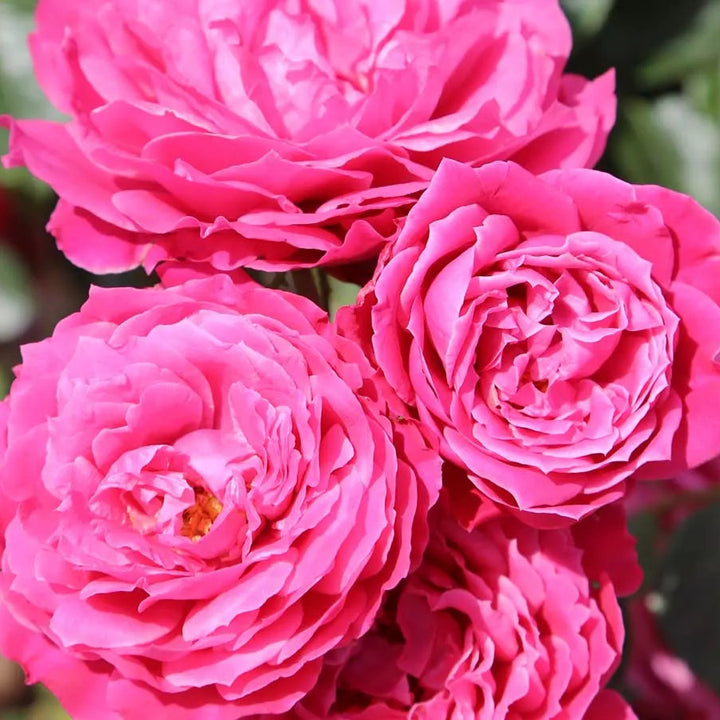 Belle Epoque trosroos 