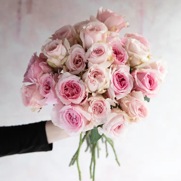 David Austin Miranda (12 pieces)