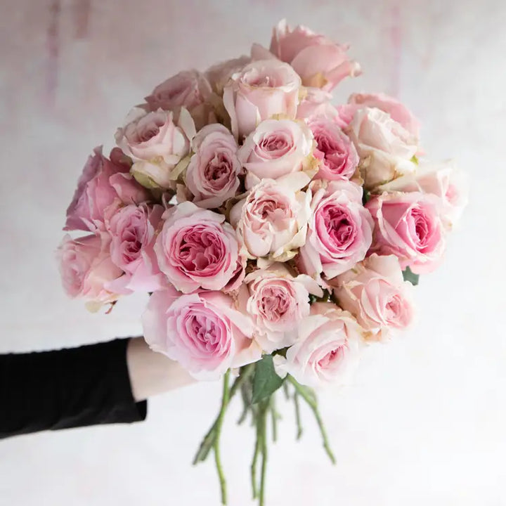 David Austin Miranda (12 pieces)