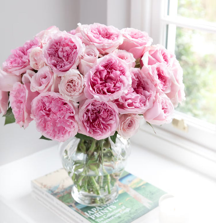 David Austin Miranda (12 pieces)