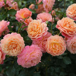 Peach Melba® (NEW 2027)