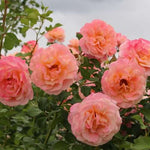 Peach Melba® (NEW 2027)