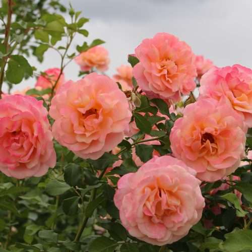 Peach Melba® (NEW 2027)