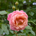 Peach Melba® (NOUVEAU 2027)