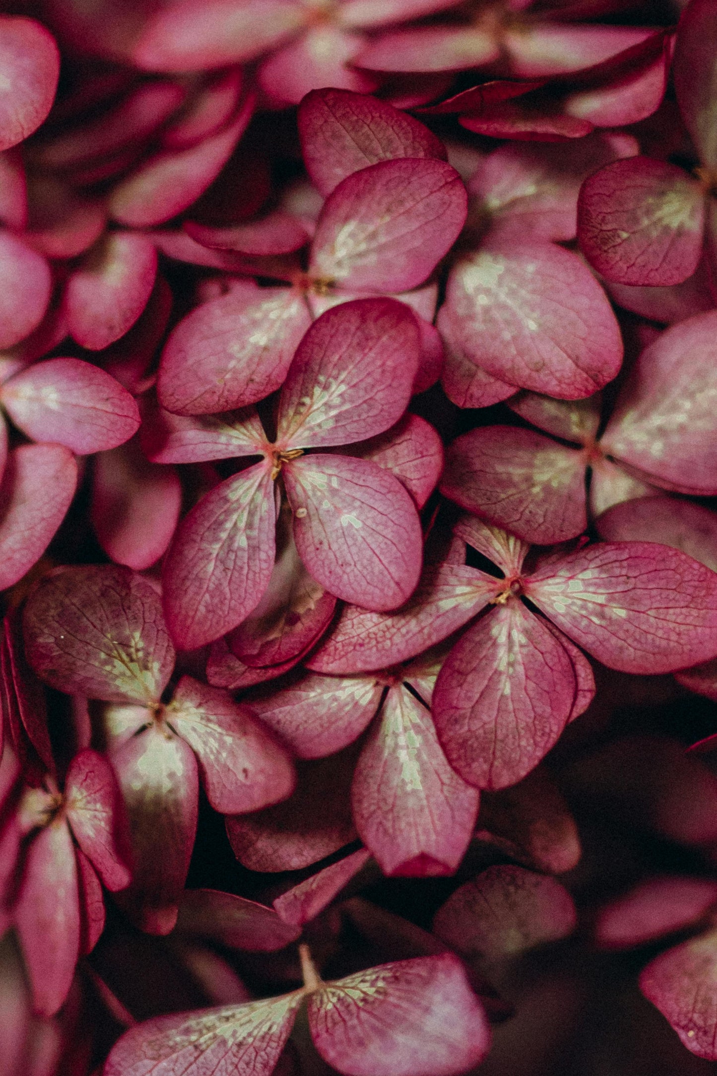 Hydrangea paniculata diamant rouge