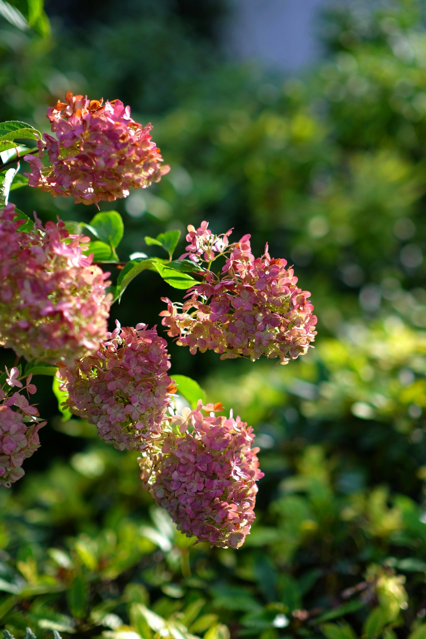 Hydrangea paniculata diamant rouge