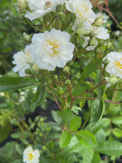 Garland of Love (on stem)