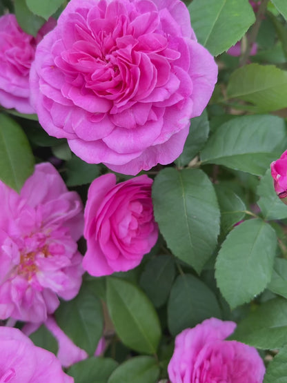 Gertrude Jekyll (Ausboard) (Karotte)