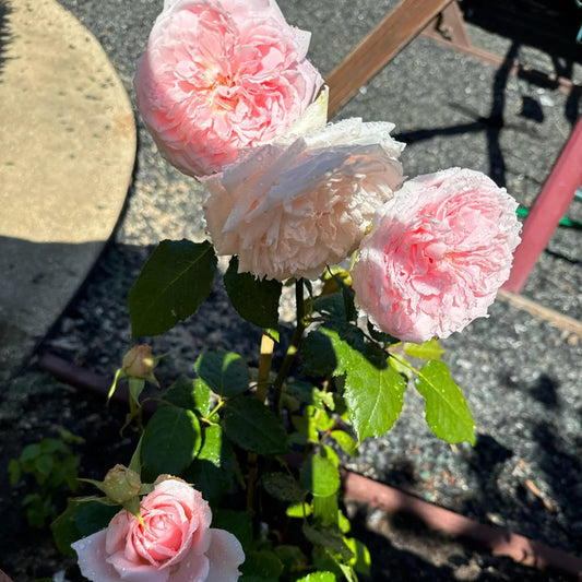 Japanische Rose Prinzessin Hitomi (Wunderschöne Geschichte)