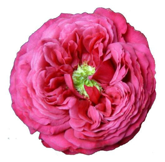 Japanese Rose Princess Kishi (Long & happy life)