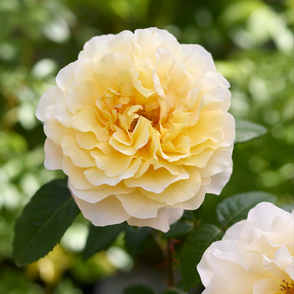 Japanische Rose Princess Lieve