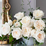David Austin Purity (12 pieces)
