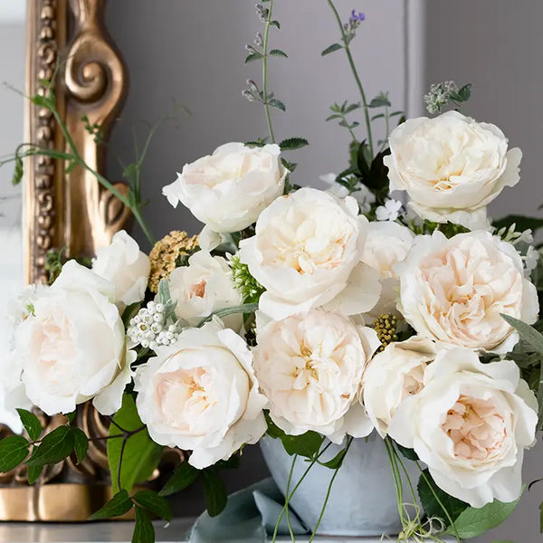 David Austin Purity (12 pieces)