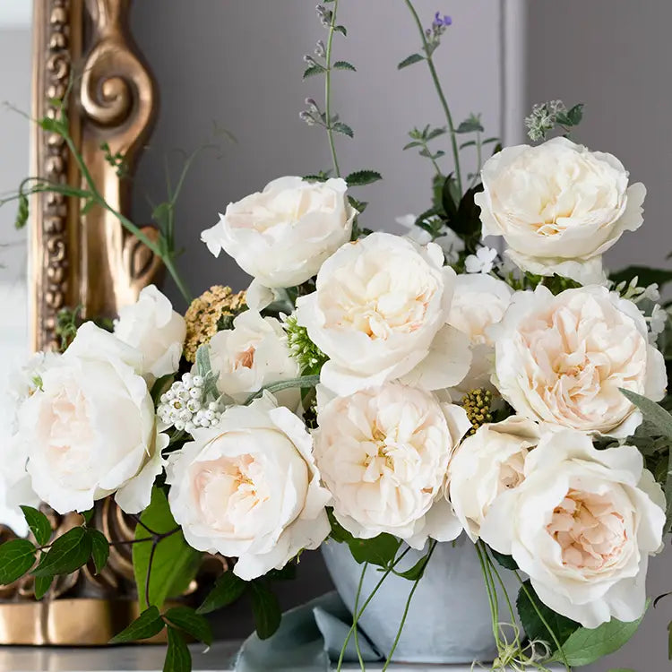 David Austin Purity (12 pieces)