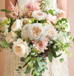 David Austin Purity (12 pieces)