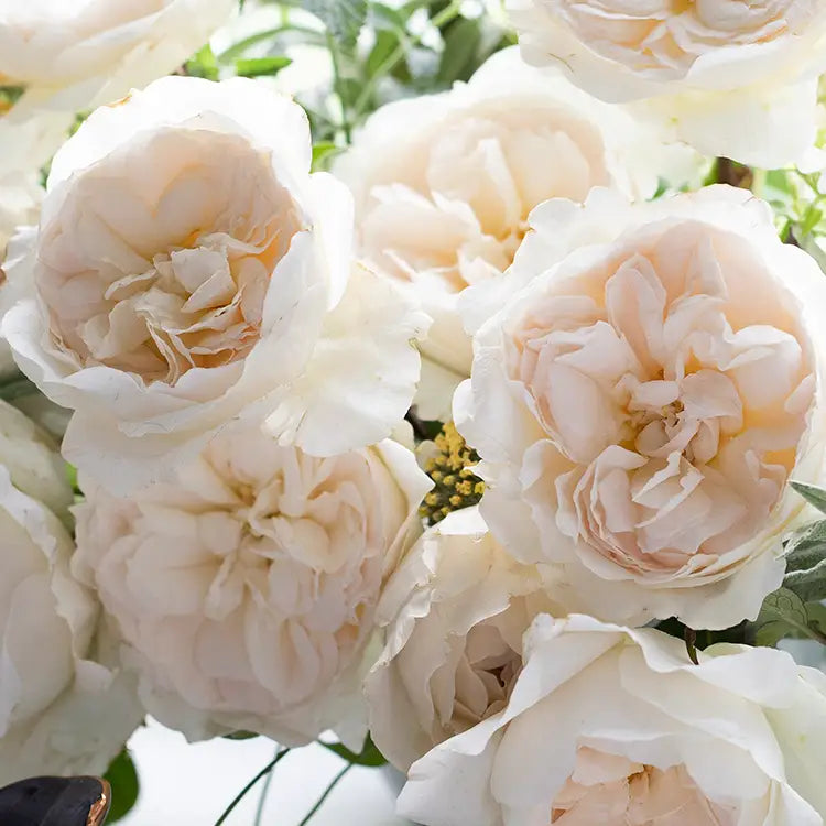 David Austin Purity (12 pieces)