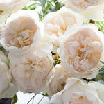 David Austin Purity (12 pieces)