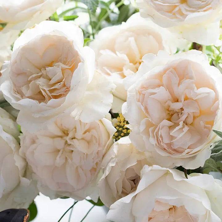 David Austin Purity (12 pieces)