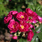 Purple Siluetta