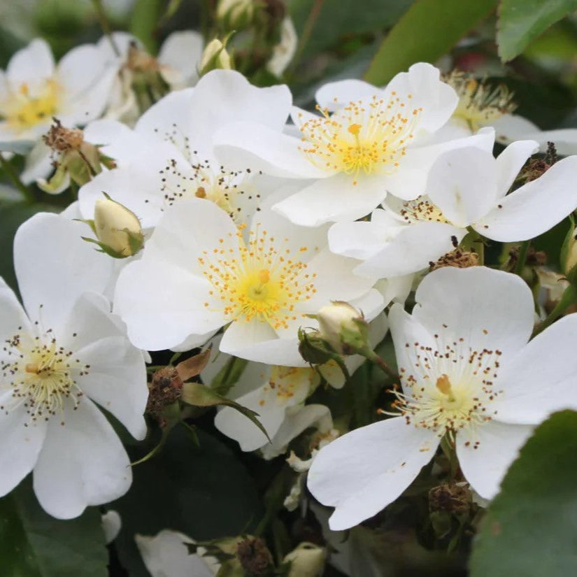 Filipes 'Kiftsgate' (XL Klimroos)