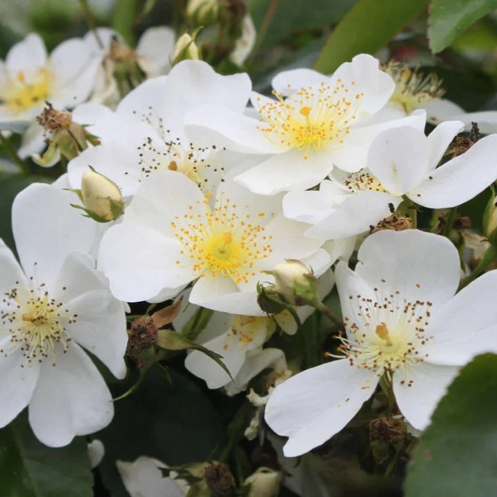 Filipes 'Kiftsgate' (XL Klimroos)