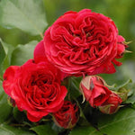 Rote Leonardo da Vinci Rose