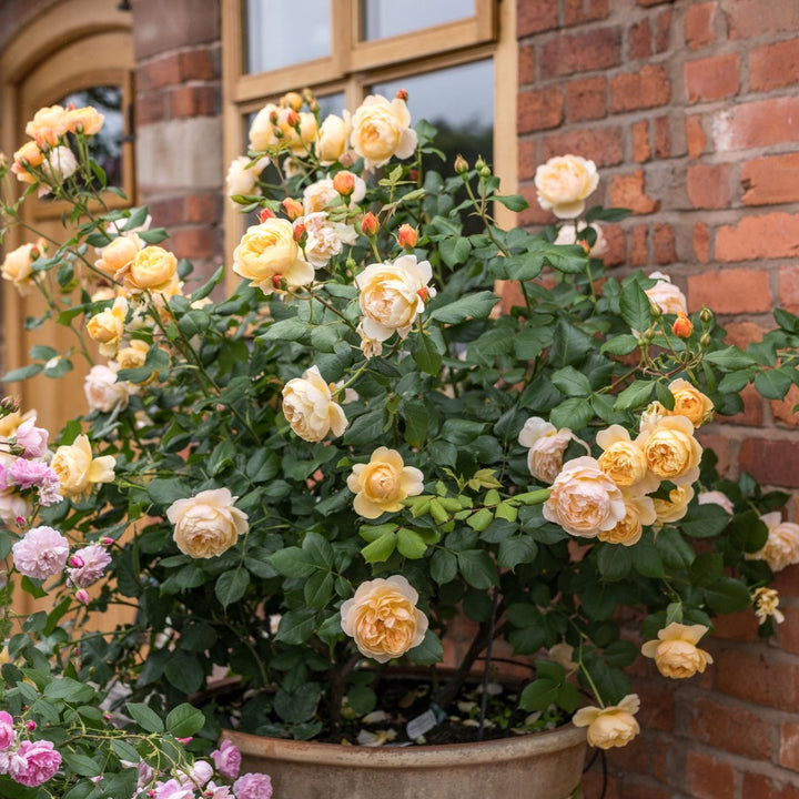 Roald Dahl (Ausowlich)