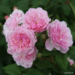 Romantic Siluetta