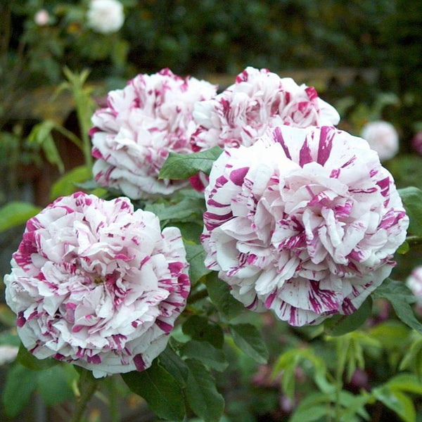 ☆専用☆☆オールド⋅ローズ Variegata di Bologna roosVariegatadiBologna_grande.
