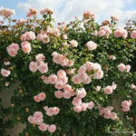 Rose de Tolbiac