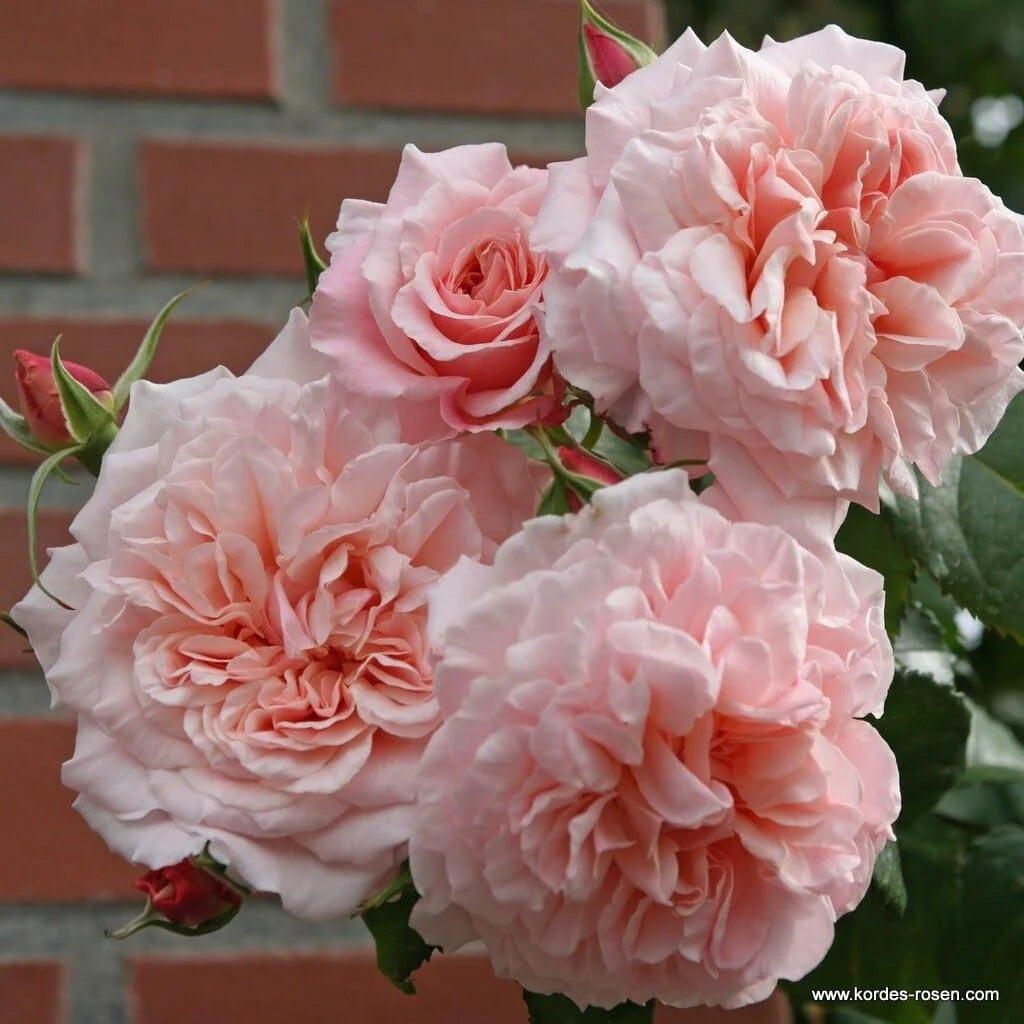Rose de Tolbiac