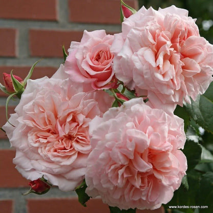 Rose de Tolbiac (Karotte)