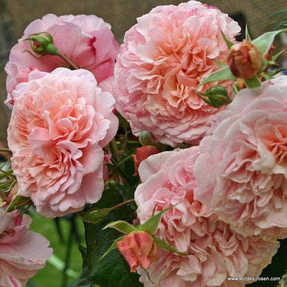 Rose de Tolbiac (Karotte)