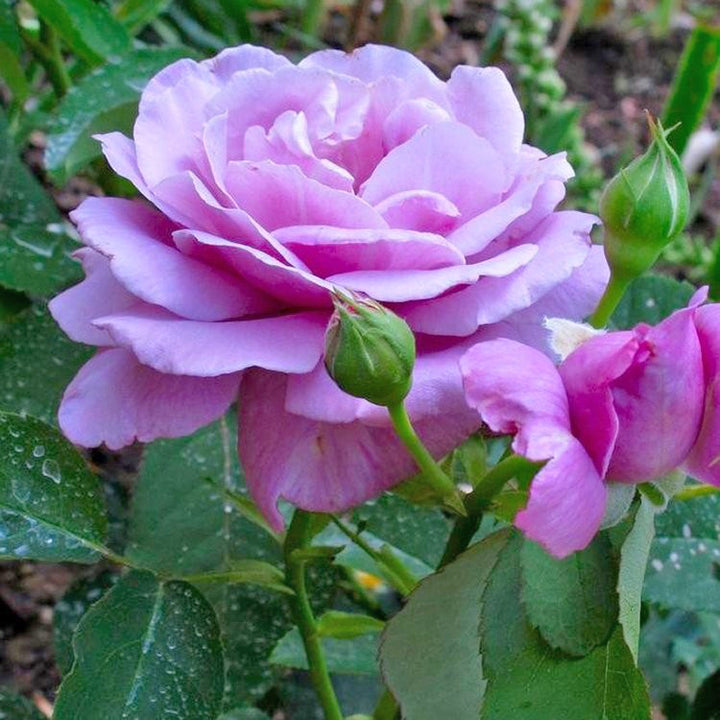 Indigoletta (XL Klimroos)