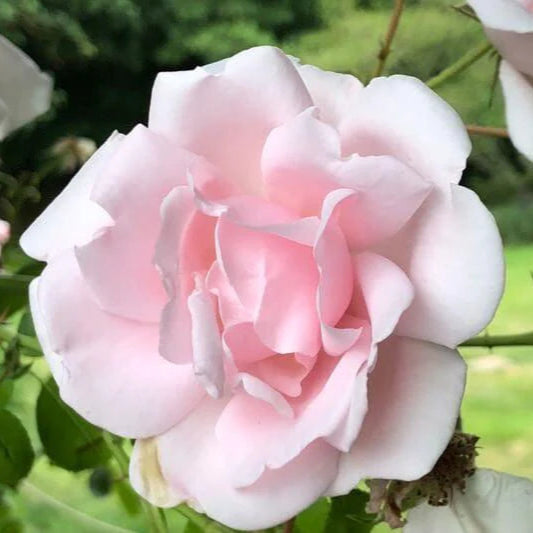 New Dawn (standard rose)