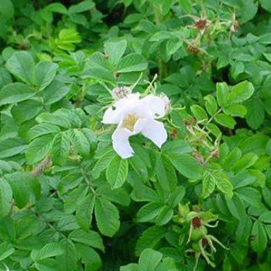 Rugosa Alba - Belle Epoque