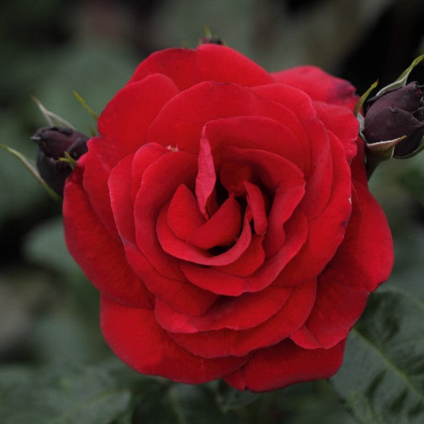 Santana (XL Kletterrosen)