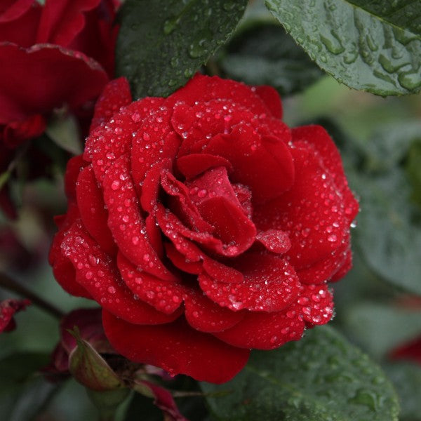 Santana (XL Kletterrosen)