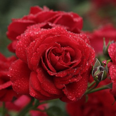 Santana (XL Kletterrosen)