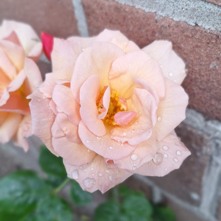 Scented Whisper - Belle Epoque