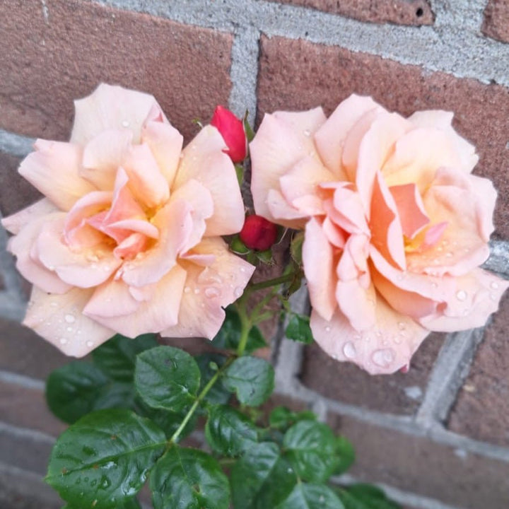 Scented Whisper - Belle Epoque