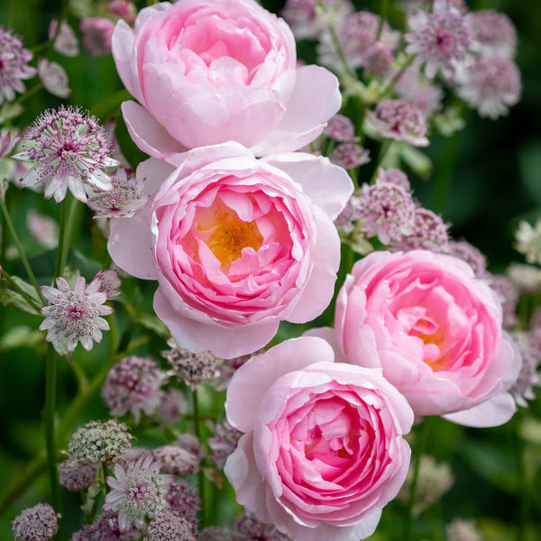 scepter_de_ilse_Engelse_tuinro