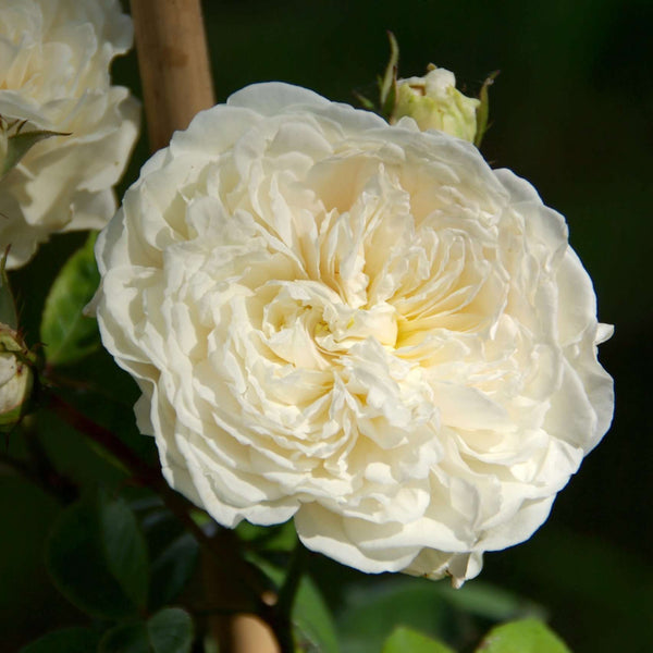 Sombreuil (Colonial White)