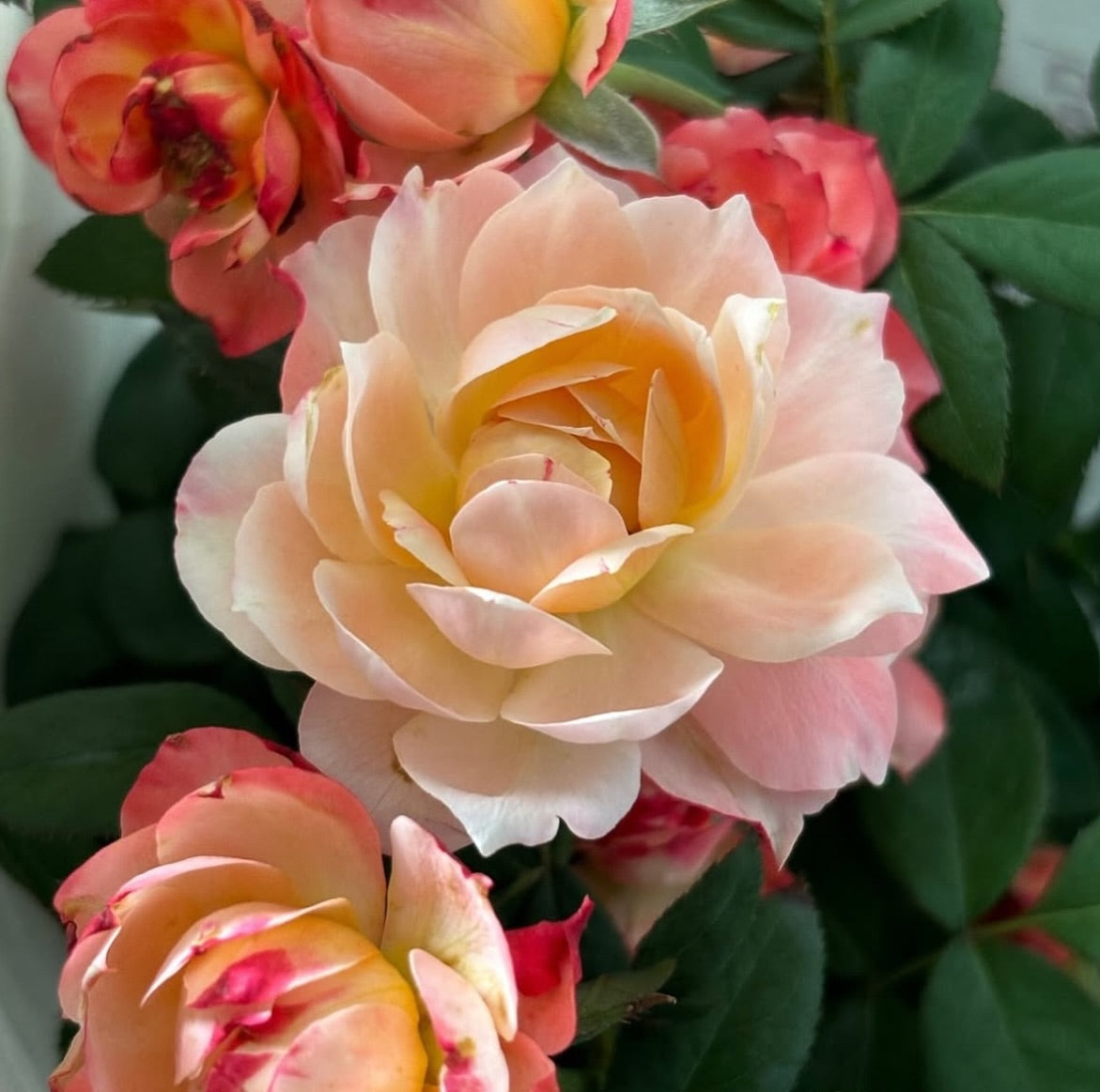 Japanese rose Princess Suki (Beloved)