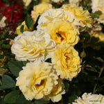 Sunmaid