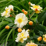 Sunny Siluetta